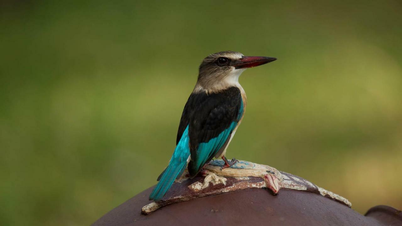 Kwalucia Private Safari Retreat Hotel เซนต์ลูเซีย ภายนอก รูปภาพ