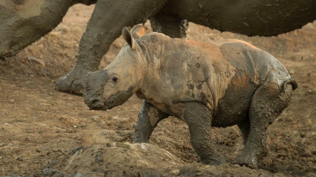 Kwalucia Private Safari Retreat Hotel เซนต์ลูเซีย ภายนอก รูปภาพ