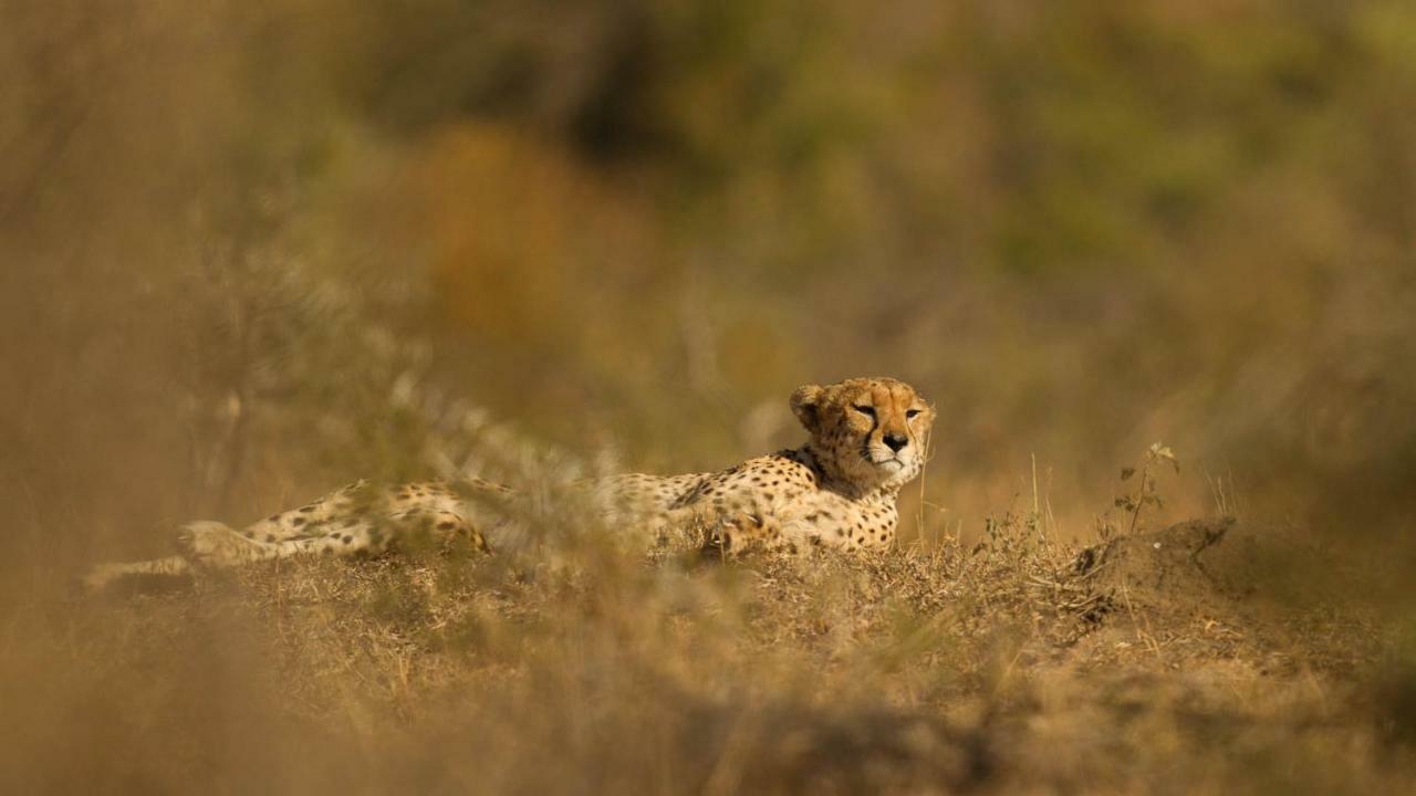 Kwalucia Private Safari Retreat Hotel เซนต์ลูเซีย ภายนอก รูปภาพ