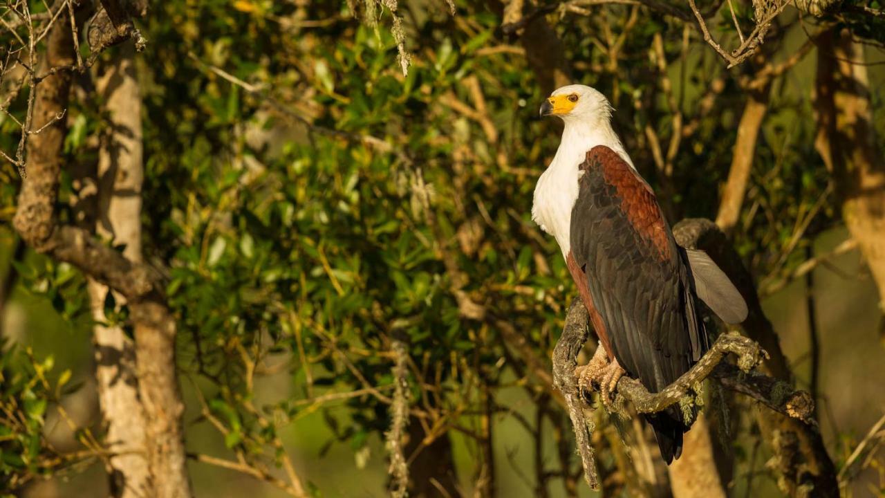 Kwalucia Private Safari Retreat Hotel เซนต์ลูเซีย ภายนอก รูปภาพ