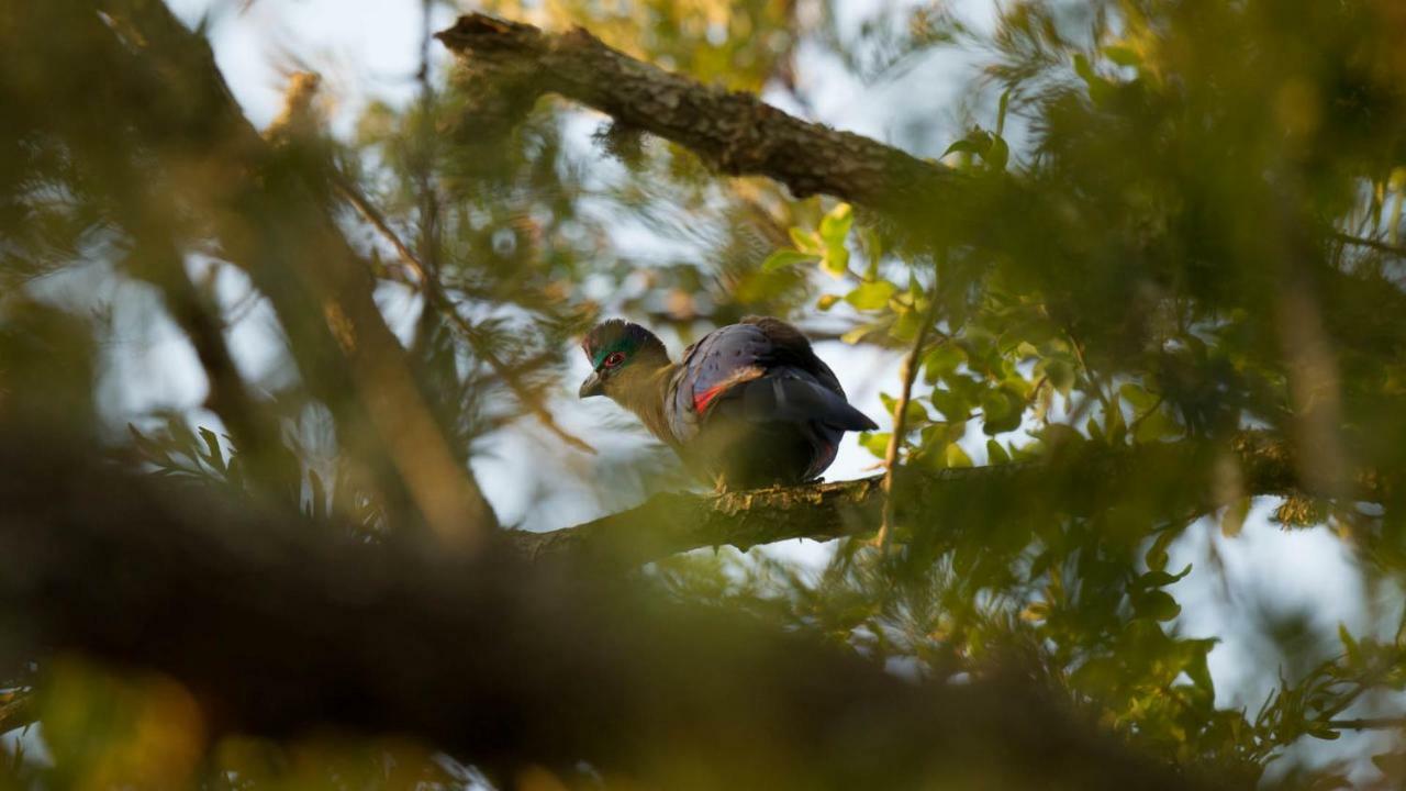 Kwalucia Private Safari Retreat Hotel เซนต์ลูเซีย ภายนอก รูปภาพ