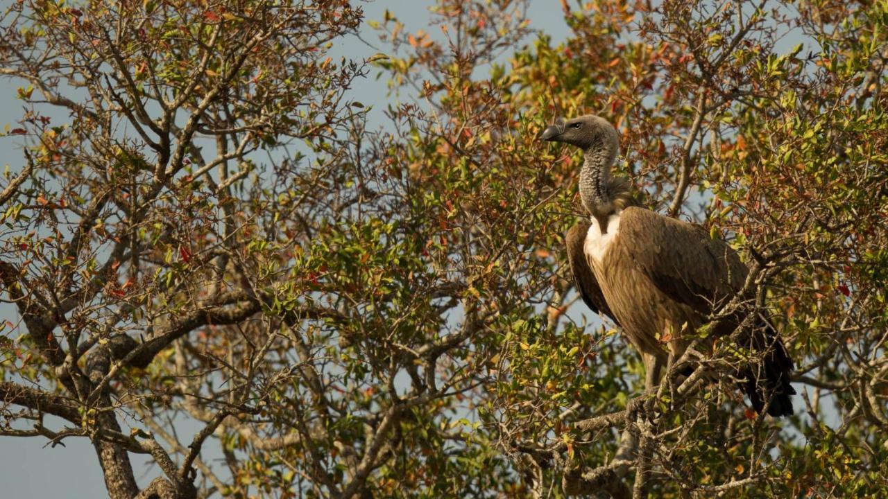 Kwalucia Private Safari Retreat Hotel เซนต์ลูเซีย ภายนอก รูปภาพ