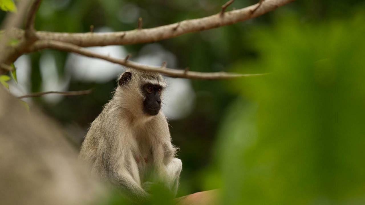 Kwalucia Private Safari Retreat Hotel เซนต์ลูเซีย ภายนอก รูปภาพ