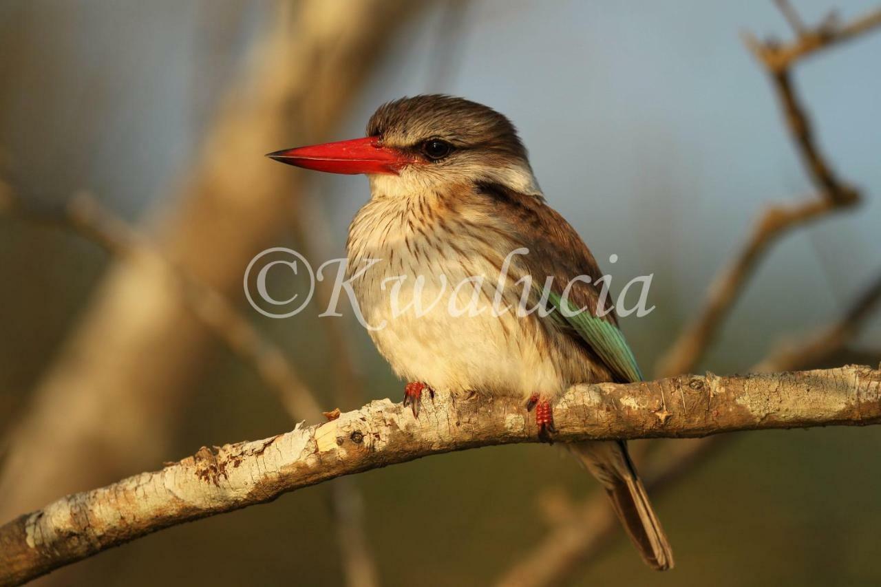 Kwalucia Private Safari Retreat Hotel เซนต์ลูเซีย ภายนอก รูปภาพ