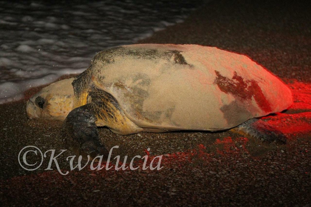 Kwalucia Private Safari Retreat Hotel เซนต์ลูเซีย ภายนอก รูปภาพ